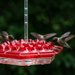 Hummingbird Feeder With Built-In Ant Moat
